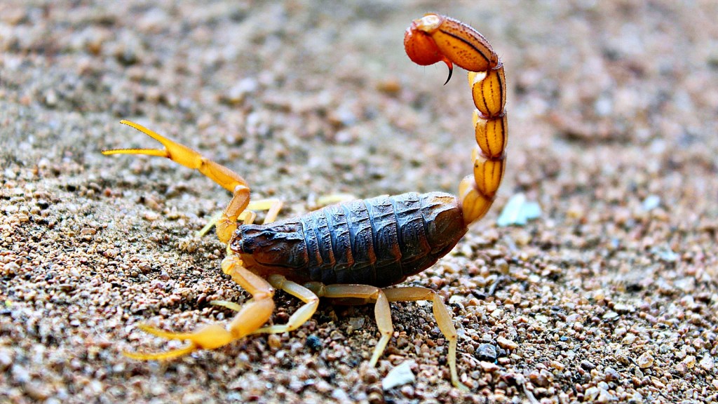 Cuidado com escorpiões: em agosto e setembro, aumenta riscos de&nbsp;picadas