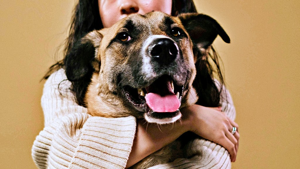 Pets sem raça definida, cães das raças Shih Tzu e Poodle são prediletos dos brasileiros