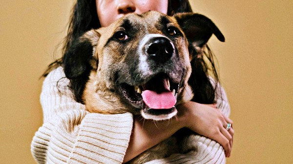 Pets sem raça definida, cães das raças Shih Tzu e Poodle são prediletos dos brasileiros