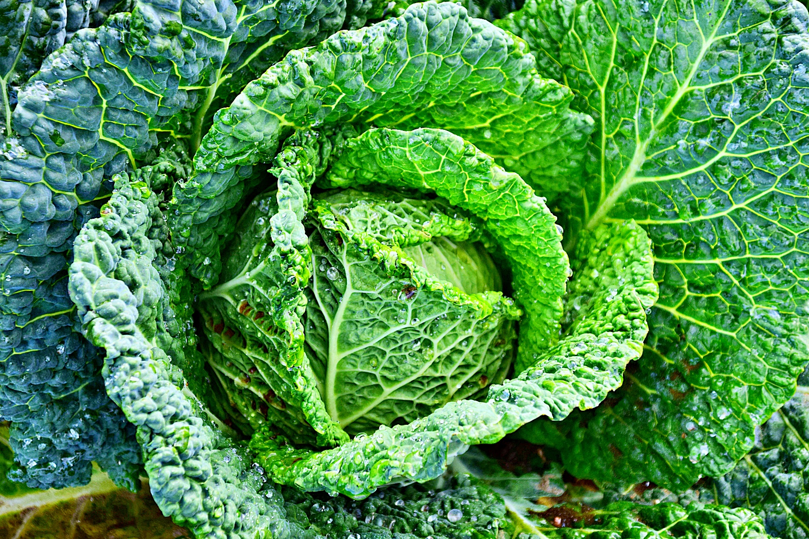 Ceagesp indica tendência de produtos mais baratos para esta semana; repolho verde é o destaque