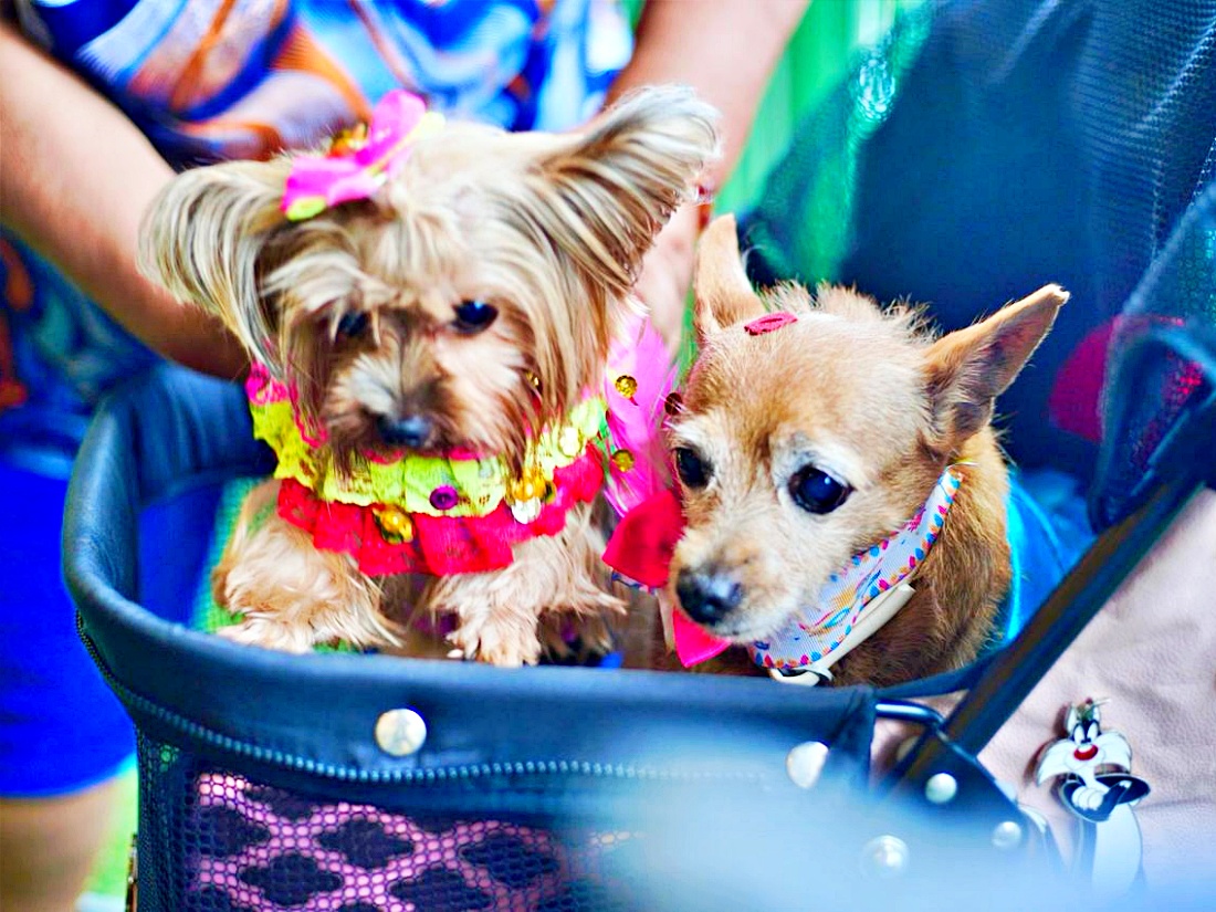 Rio Anil Shopping realiza bailinho de Carnaval com programação especial para amiguinhos de quatro patas: evento reúne tutores e seus animais de estimação para aproveitar clima carnavalesco neste sábado, 15 de fevereiro, às 16h