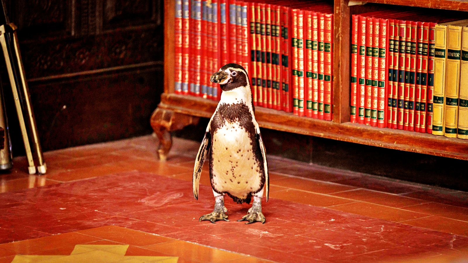 Divertido e sensível, 'Lições de Liberdade' chega aos cinemas: estrelado por Steve Coogan, longa retrata história real sobre a amizade improvável entre homem e pinguim