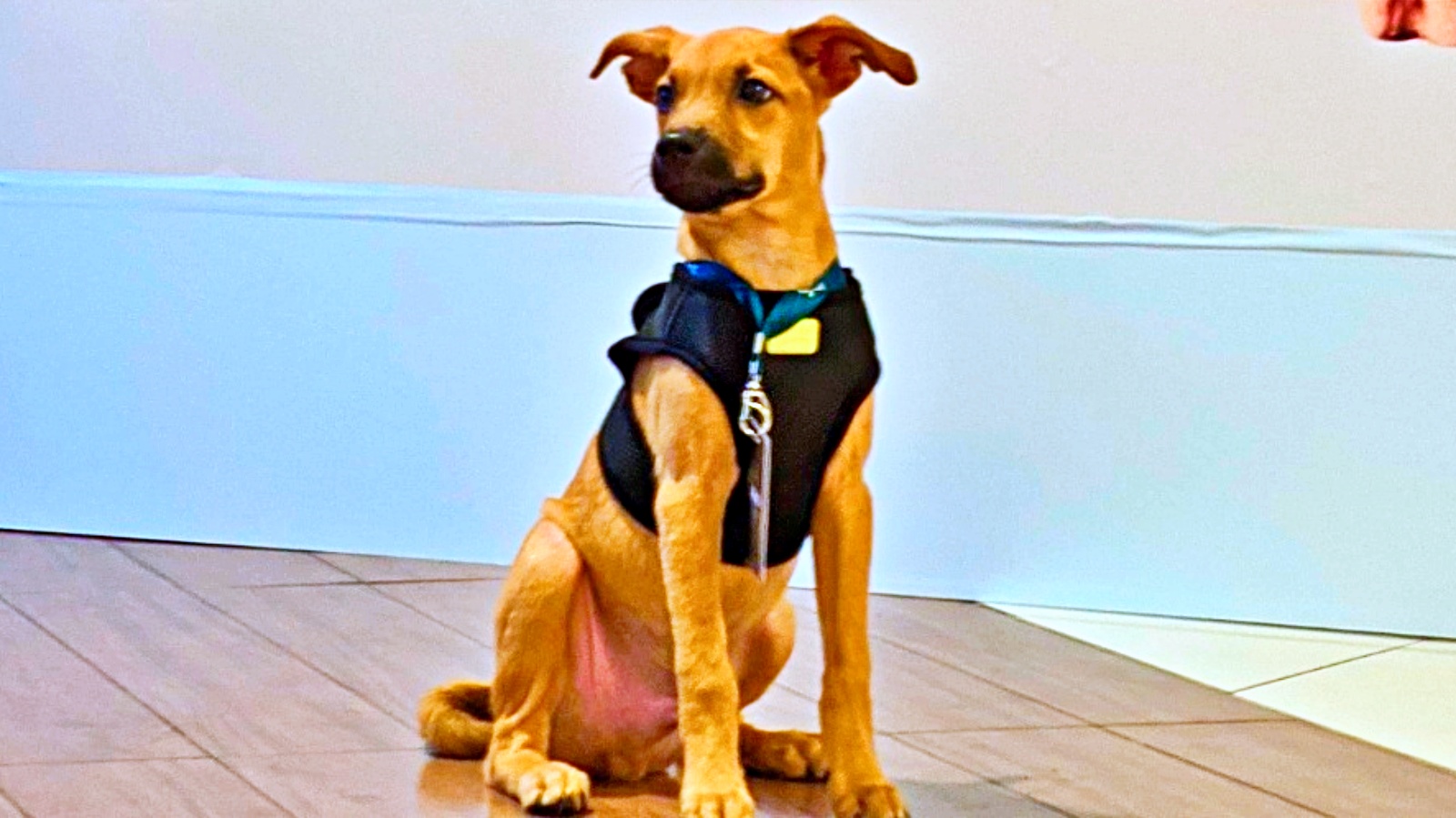 72% dos brasileiros têm pets, mas 30 milhões ainda esperam por um lar