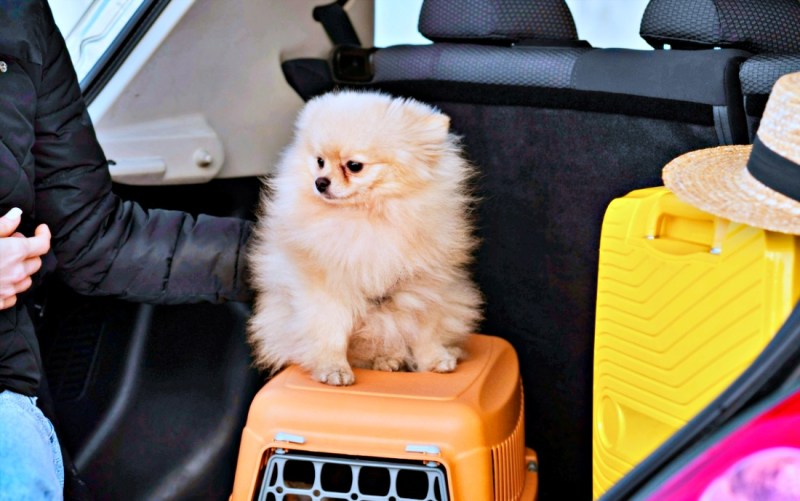 Como tornar viagens seguras e menos estressantes para pets: médica veterinária traz dicas importantes para garantir bem-estar nos deslocamentos com animais de estimação