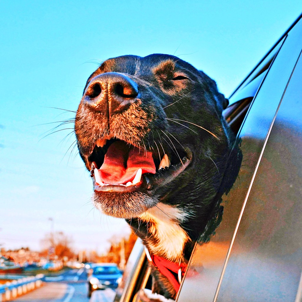 Como tornar viagens seguras e menos estressantes para&nbsp;pets