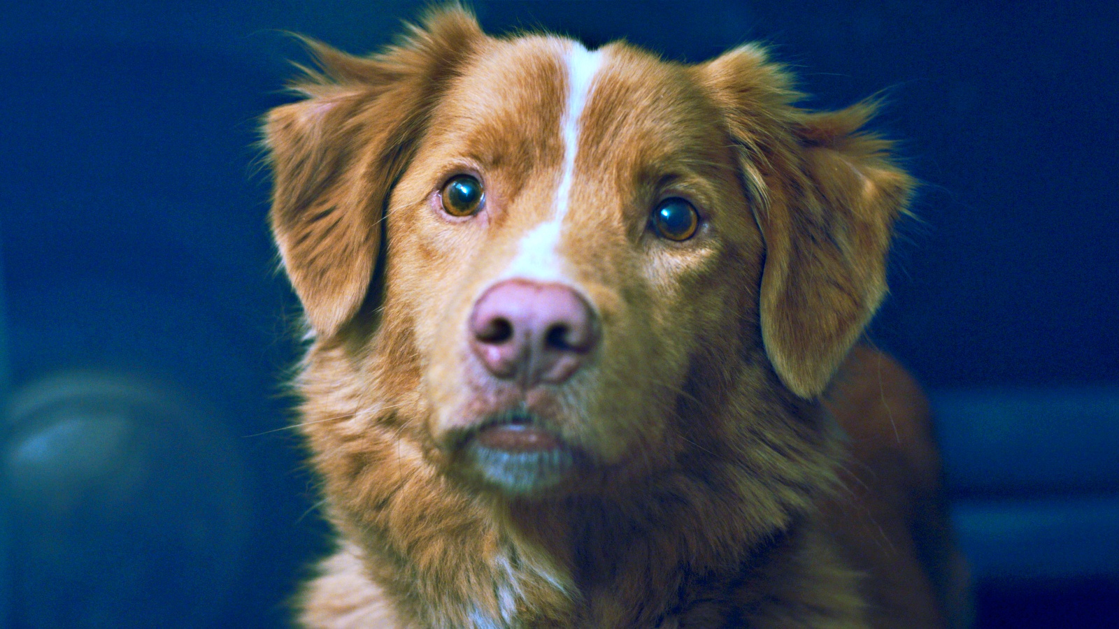 Paris Filmes divulga cartaz de 'Bom Menino': longa tem estreia marcada para o próximo mês nos cinemas brasileiros