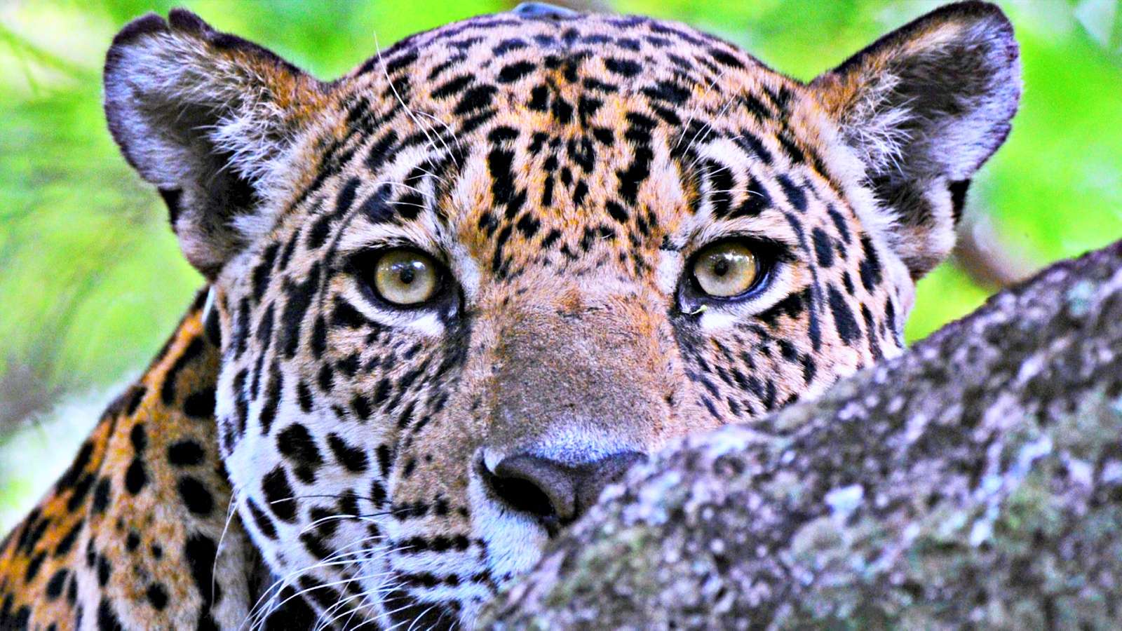 ‘Rastro dos Bichos’ estreia na TV Cultura