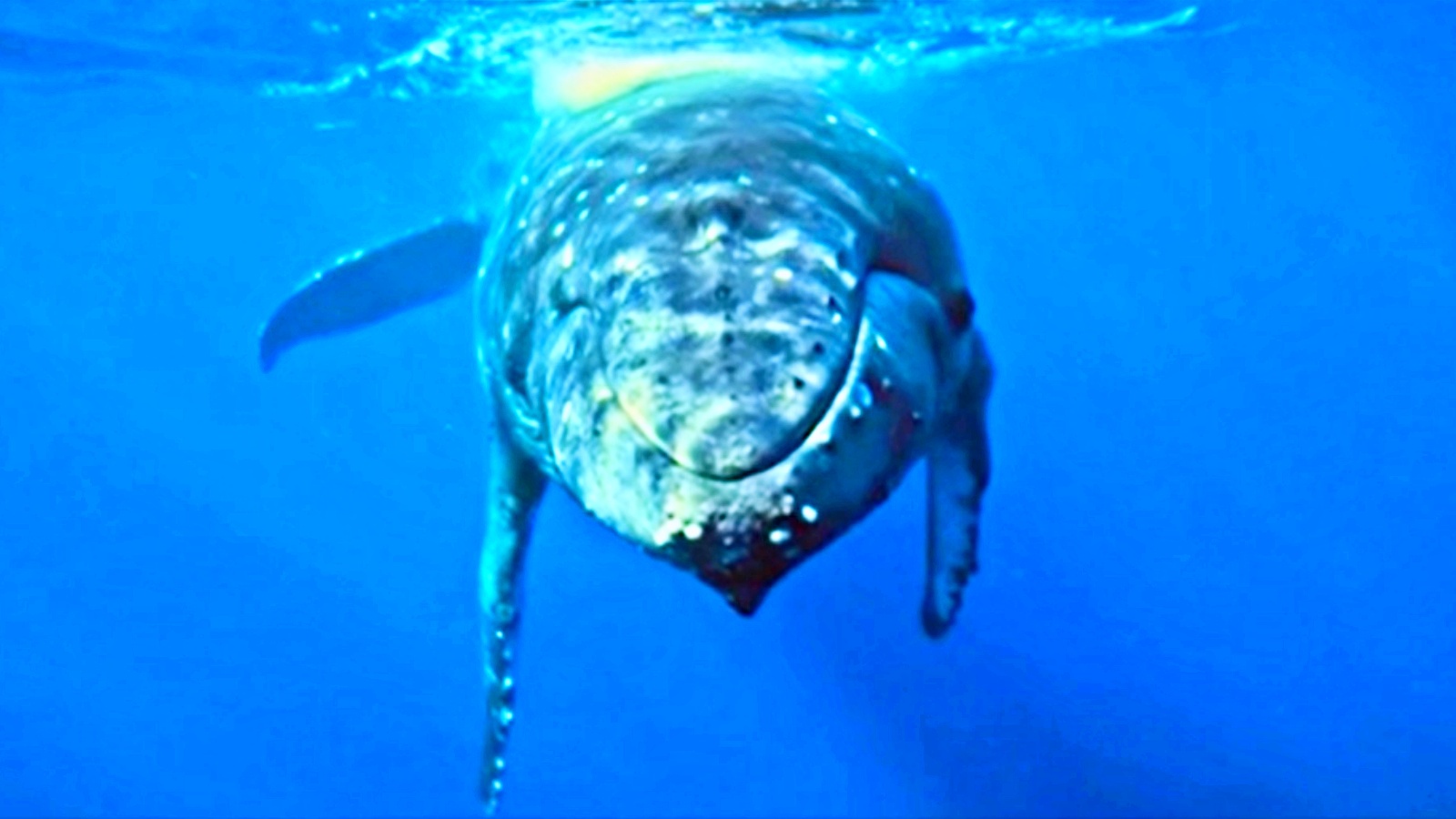 Baleias, Caatinga e Cerrado no ‘Repórter Eco’