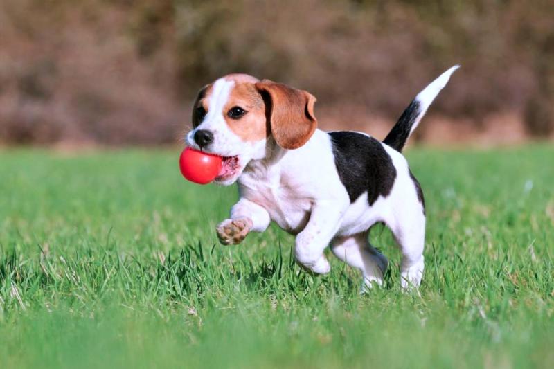 7 sinais que revelam se seu cachorro é realmente feliz