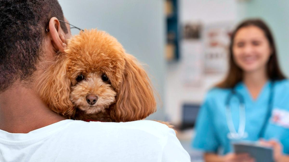 Veterinária alerta para a importância da avaliação profissional diante de qualquer nódulo, mesmo quando o animal aparenta estar saudável